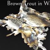 Brown Trout in Water