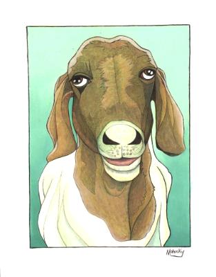 Old goat Old goat