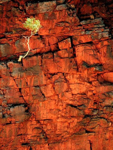 Ormiston Gorge