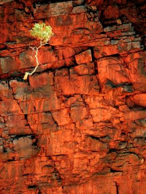 Ormiston Gorge Ormiston Gorge