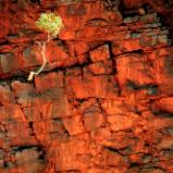 Ormiston Gorge