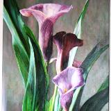 Daylillies