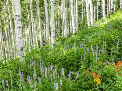 Lush Hillside of Aspens and Lupine Lush Hillside of Aspens and Lupine