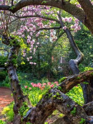 Botanic Gardens Gnarly Cherry Tree Botanic Gardens Gnarly Cherry Tree