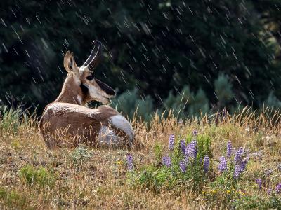Pronghorn in the Sun and Rain Pronghorn in the Sun and Rain