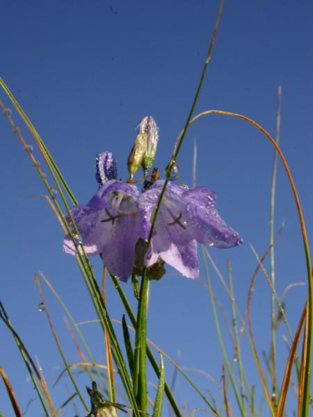 Blue Bells Blue Sky