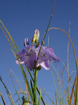 Blue Bells Blue Sky