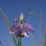 Blue Bells Blue Sky