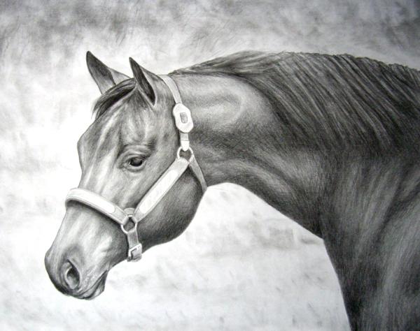 Horse Portrait 1