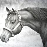 Horse Portrait 1