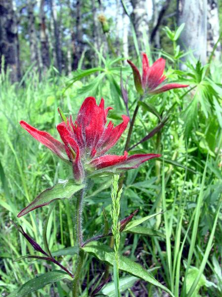 Indian Paint Brush Duo