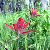 Indian Paint Brush Duo