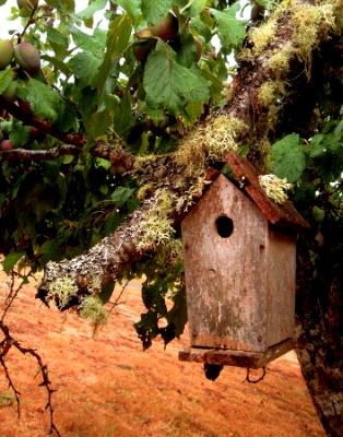Home in the Old Plum Tree