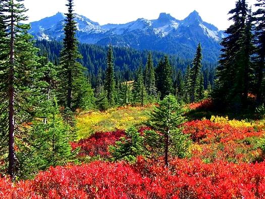 Mount Rainier National Park