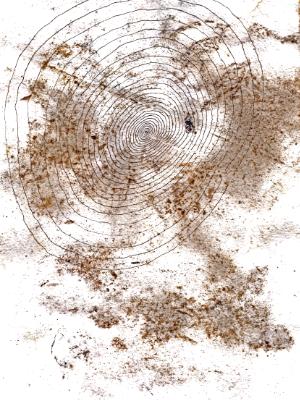 tree ring tree ring