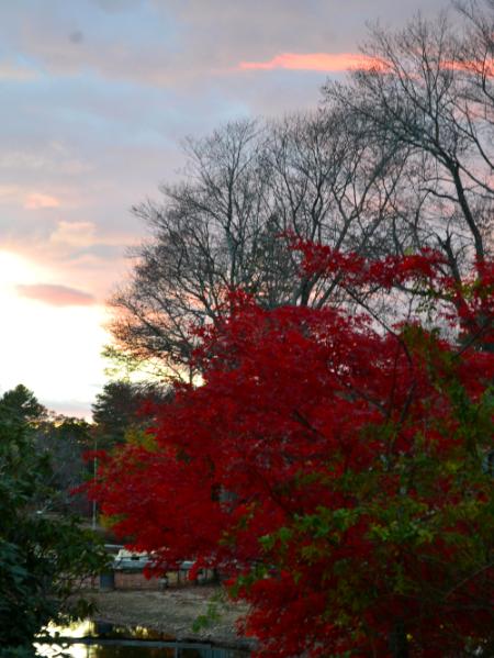 foliage on the lake