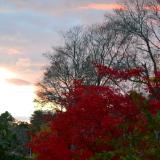 foliage on the lake