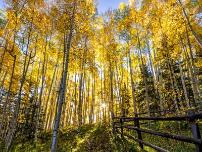 Wilson Mesa Aspen Grove Fence Sunburst Wilson Mesa Aspen Grove Fence Sunburst