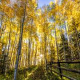 Wilson Mesa Aspen Grove Fence Sunburst