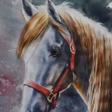 The beauty of the Tennessee Walking Horse, 56cm x 38cm, 2018