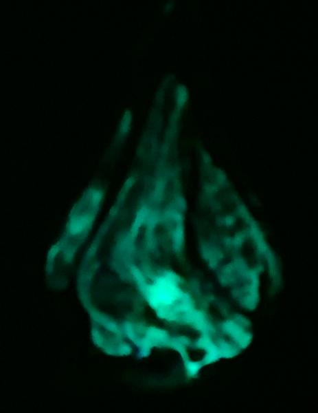 #11172501 Solid Glass Sculpture Glows in the Dark 7''HX4.25''WX2.25''D $150.00