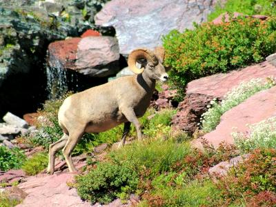 Bighorn Sheep Bighorn Sheep
