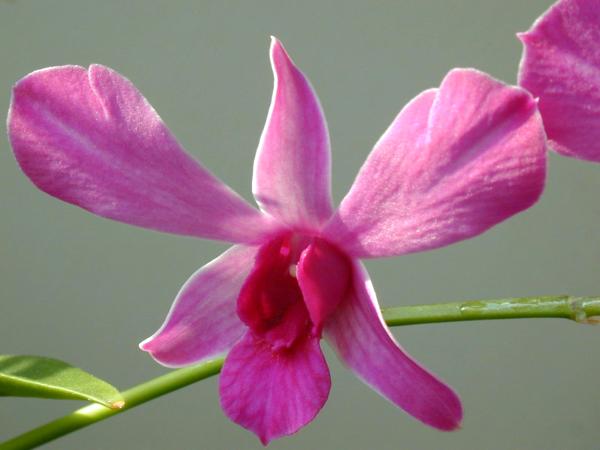 Dendrobium
