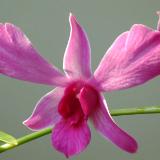 Dendrobium