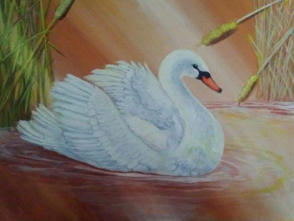 Morning Swan