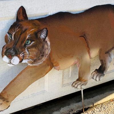 Crouching Cougar Crouching Cougar