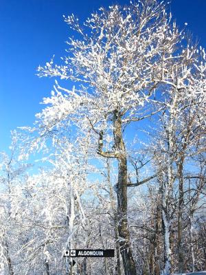 Algonquin Snowy Tree Algonquin Snowy Tree