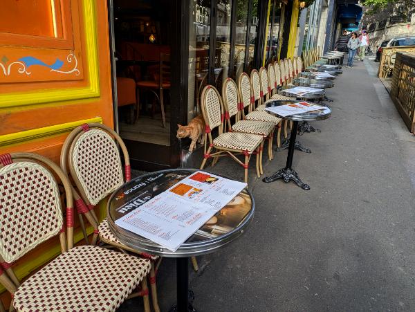 France Cats - Cafe Cat 2