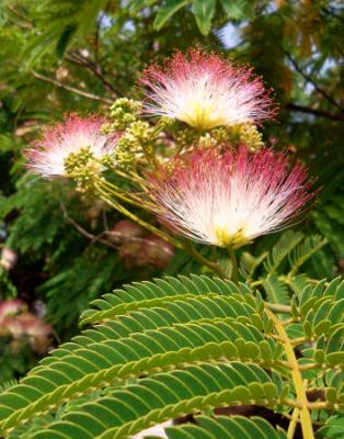 Mimosa Mimosa