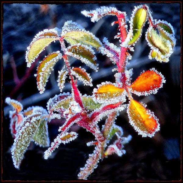 Frosted Autumn Leaves