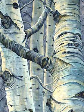 Winter Aspen Winter Aspen