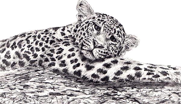 Leopard