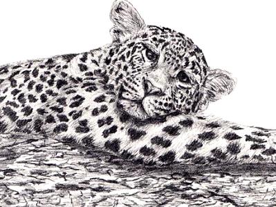 Leopard Leopard