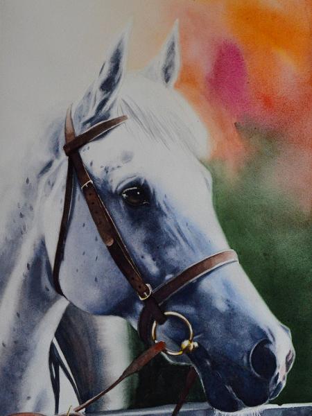 The beauty of the Arab Horse, 38cm x 56cm, 2019