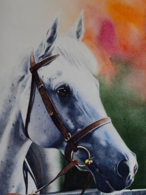 The beauty of the Arab Horse, 38cm x 56cm, 2019 The beauty of the Arab Horse, 38cm x 56cm, 2019