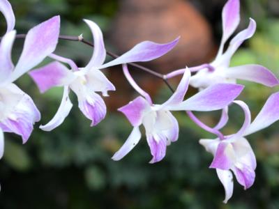 Orchid Branch, Chiang Mai, Thailand Orchid Branch, Chiang Mai, Thailand