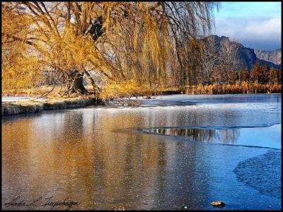 Blue Pond's Willow