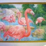 Flamingos