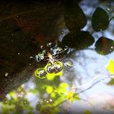 Water Skimmer