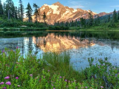 Picture Lake Wildflowers and Mt. Shuksan Picture Lake Wildflowers and Mt. Shuksan