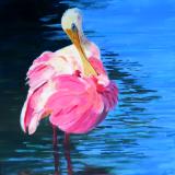 Spoonbill - Ruffling My Feathers - oikl - 16x20 - sold