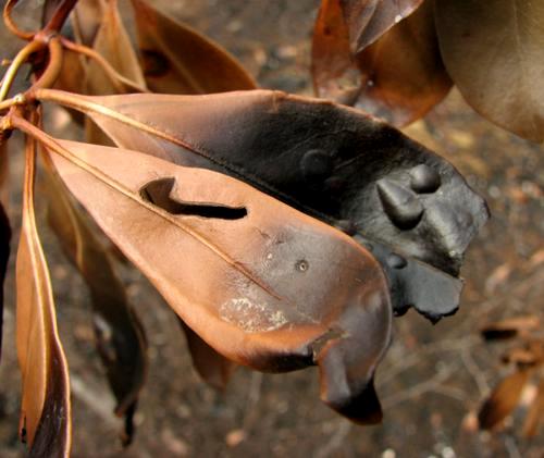 Singed leaves