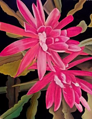 "Epiphyllum Duo" "Epiphyllum Duo"