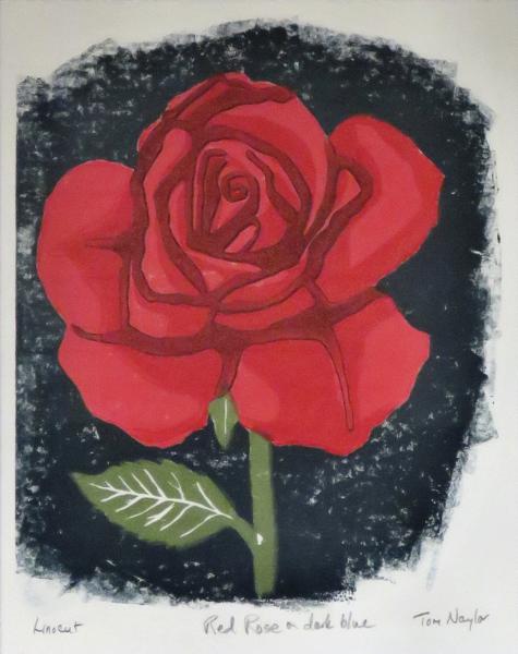 Red Rose on Dark Blue