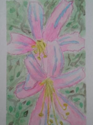 Pink Day Lilies 
