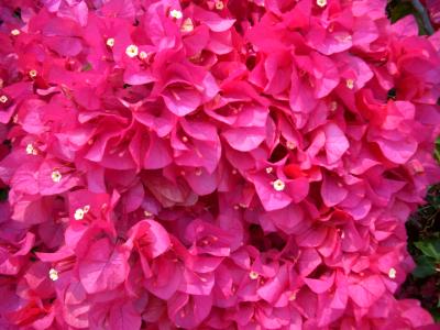 Pink Bouganvilla Pink Bouganvilla